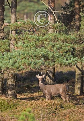 Sika Deer Pricket DM0709